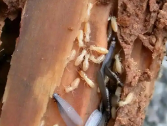 乌拉特前白蚁防治公司分享低层住宅白蚁高发，一楼住户专属防虫防护指南